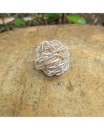 Rose des sables du Mexique