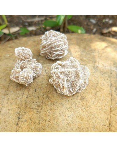 Rose des sables du Mexique